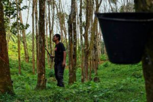 Kerajaan naikkan bantuan tanam semula getah di Semenanjung, Sabah