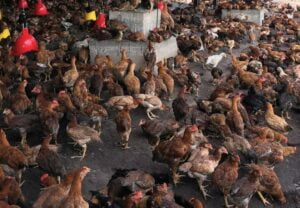 Penamatan subsidi harga ayam dapat sokongan FLFAM