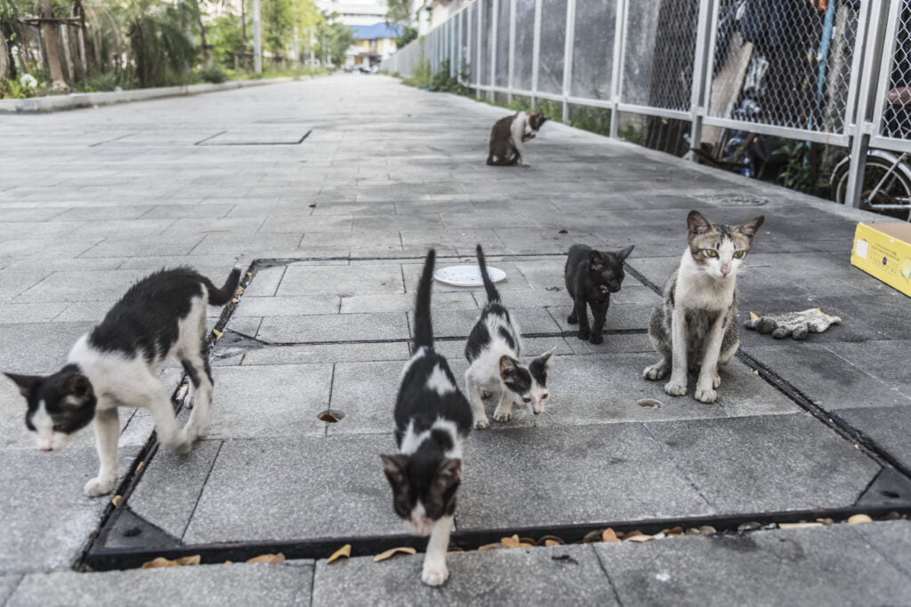 Lebih 1,000 kucing terselamat daripada jadi korban tauke restoran