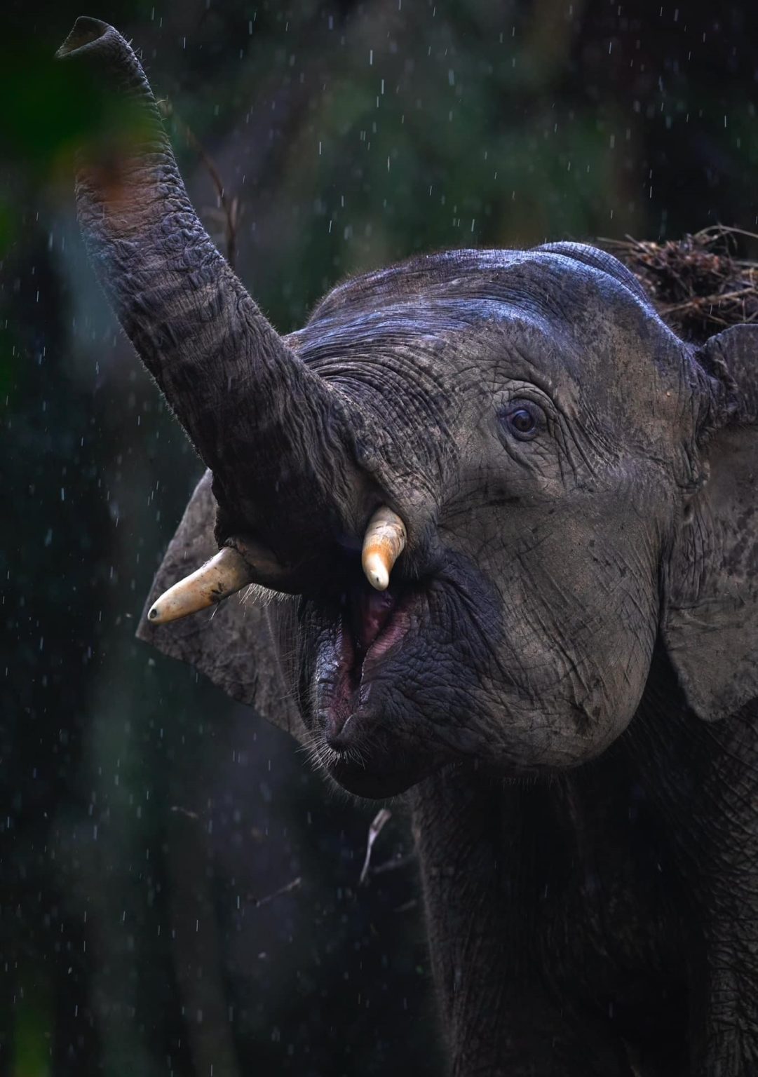 Gajah Borneo diklasifikasi sebagai 'terancam' dalam senarai merah IUCN ...