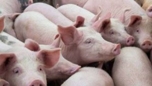 KPKM setuju pembekal boleh import daging babi tangani isu ASF