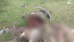 Penyakit hawar berdarah dikesan, 25 kerbau mati di Terengganu