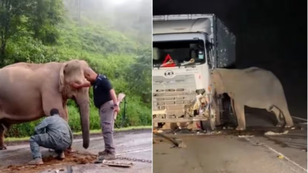Kerajaan Perhebat Usaha, Tiada Lagi Gajah Dilanggar Mati