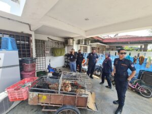 78 Ekor Ayam Disita, Warga Asing Jadikan Rumah Sebagai Reban