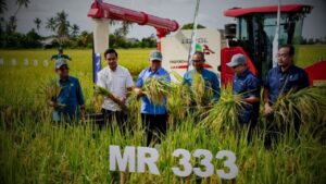 MARDI Perkenal Varieti Padi Baharu MR333 Tahan Penyakit