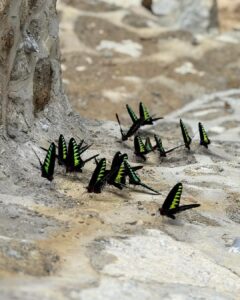Rama-Rama Rajah Brooke Terus ‘Menari’ Di Gopeng