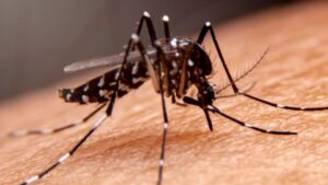 Kes Denggi Selangor Turun 61 Peratus Pada 2025