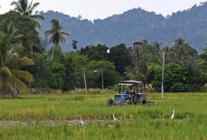 Bantuan BUDI Agri-Komoditi Dinaikkan, Lebih 200,000 Petani Terima Manfaat