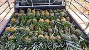 Johor dinobat negeri pendapatan pertanian tertinggi negara