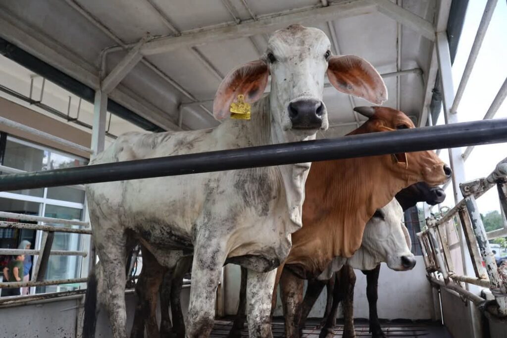KUSKOP Sumbang 23 Ekor Lembu Korban Di Papar