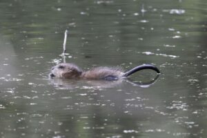 Pusat Rekreasi Air Kuala Pilah Ditutup Susulan Empat Kes Disyaki Leptospirosis