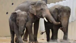 Perjanjian tiga gajah ke Jepun tiada unsur komersial- MPT