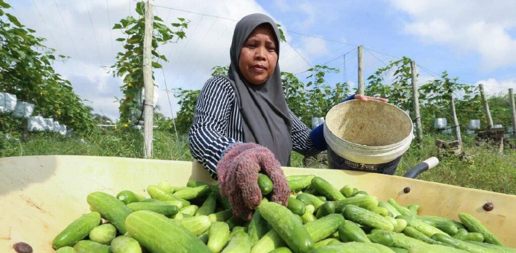 Kerajaan susun jadual tanaman, perkukuh ladang kontrak demi petani