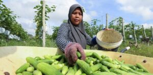 Kerajaan susun jadual tanaman, perkukuh ladang kontrak demi petani
