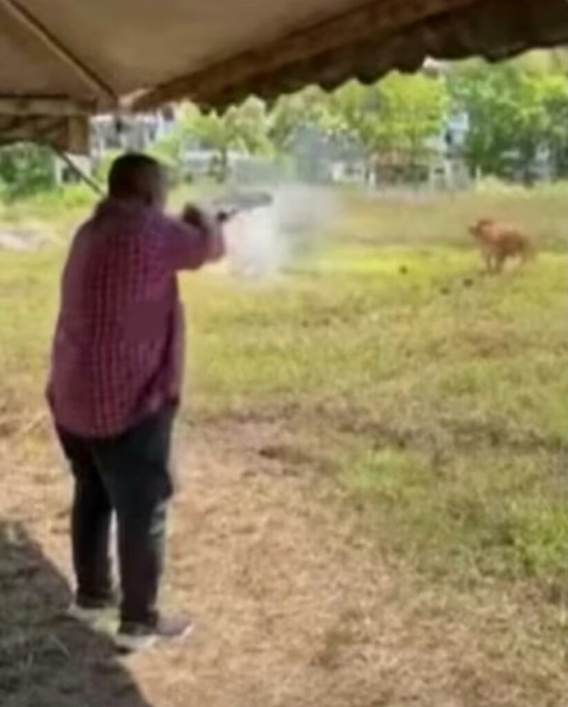 Tembak haiwan korban mengganas dibolehkan dalam keadaan darurat, tapi… – Pakar Fiqh