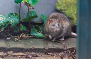WHO: Risiko Hantavirus rendah, tidak seperti COVID-19